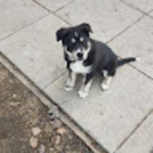 Meet your Posher, Addison